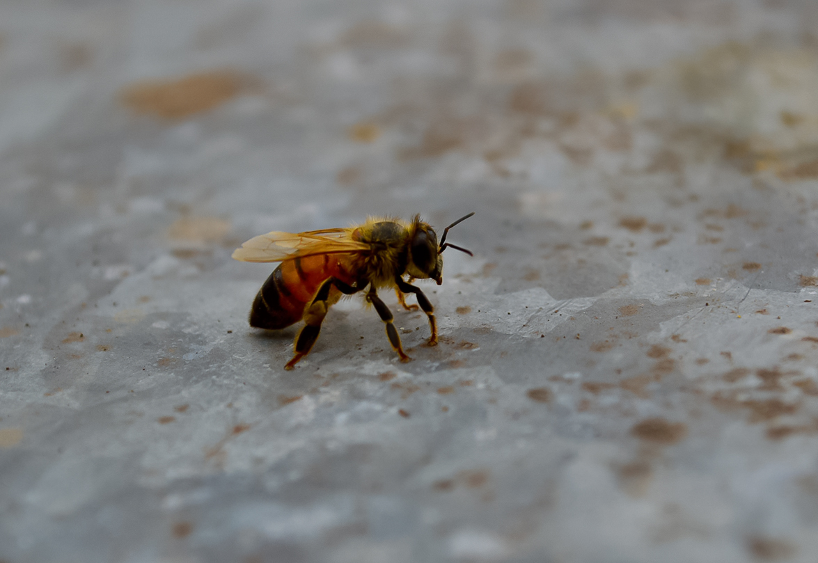 Apis mellifera